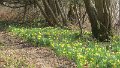 (5) Wild daffodils
